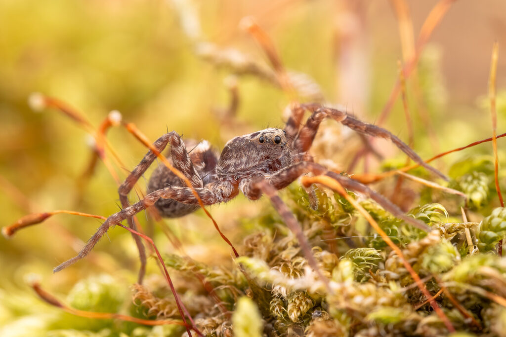 Slíďák hajní (Pardosa lugubris) makro detail - portrét