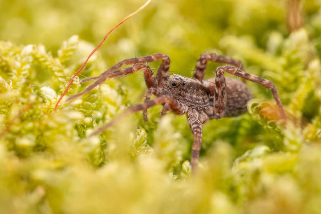 Slíďák hajní (Pardosa lugubris) makro detail - portrét