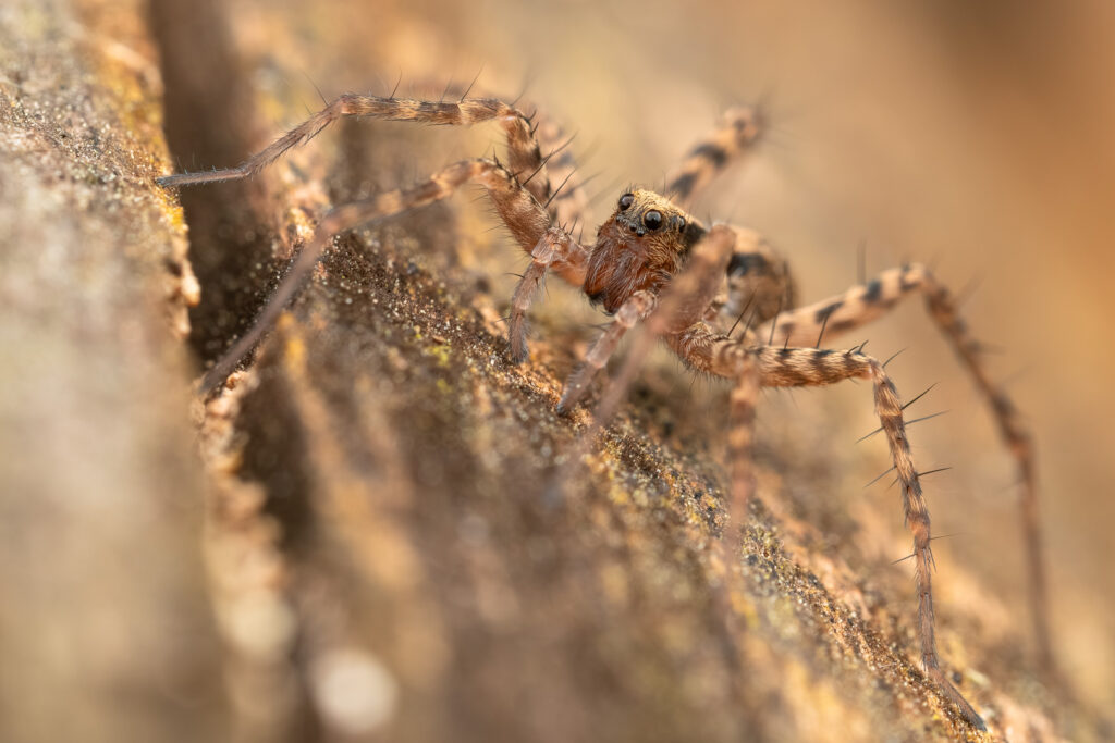 Slíďák makro detail - portrét