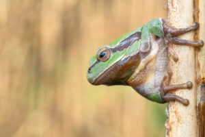 Rosnička zelená (Hyla arborea) na rákosu, makro portrét, detail