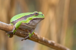 Rosnička zelená (Hyla arborea) na rákosu, makro portrét