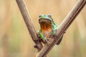 Rosnička zelená (Hyla arborea) na rákosu, makro portrét