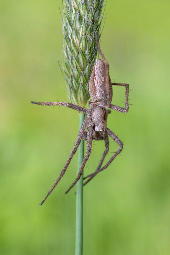 Lovčík hajní (Pisaura mirabilis)