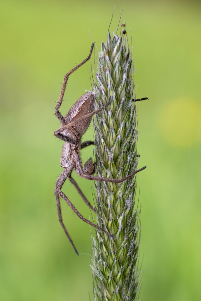 Lovčík hajní (Pisaura mirabilis)