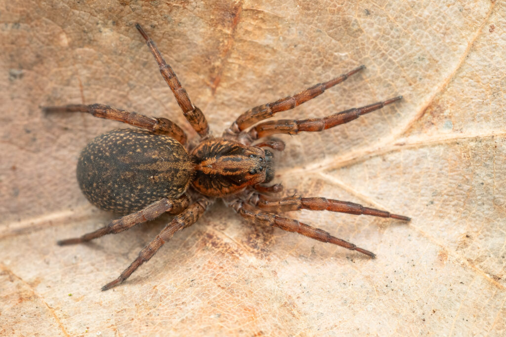 Slíďák zemní (Trochosa terricola) - makro shora