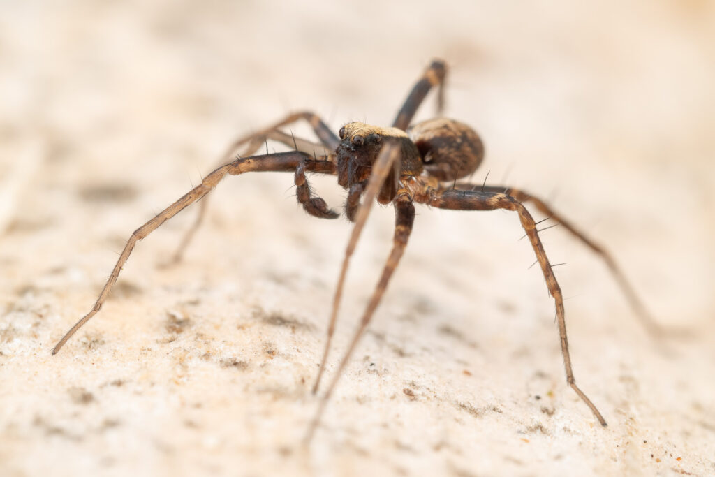 Slíďák hajní (Pardosa lugubris) - makro detail