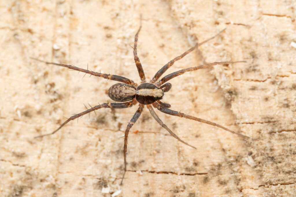 Slíďák hajní (Pardosa lugubris)