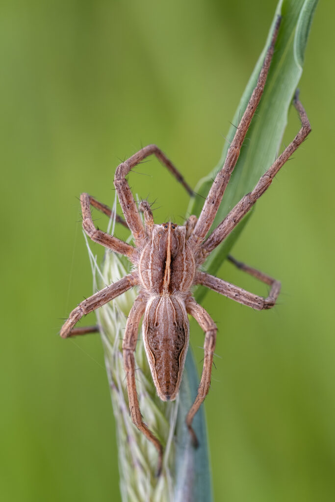 Lovčík hajní (Pisaura mirabilis)
