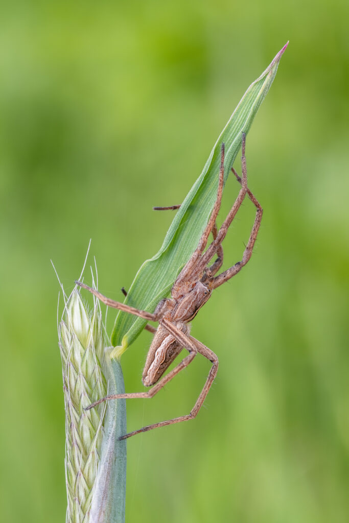 Lovčík hajní (Pisaura mirabilis)
