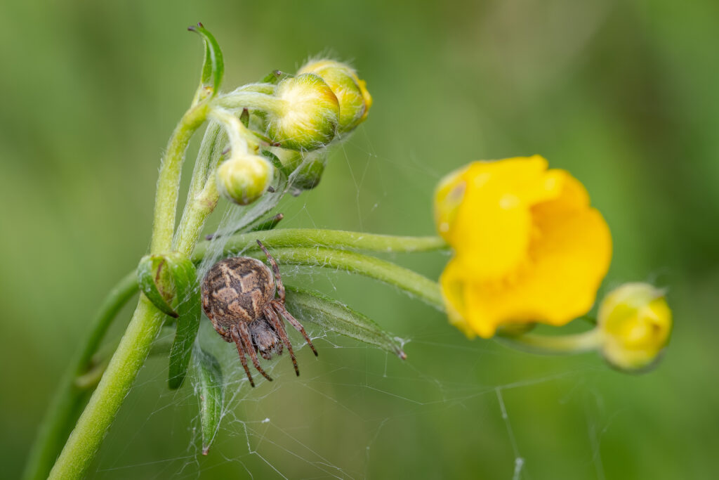 Křižák pýřitý (Agalenatea redii)