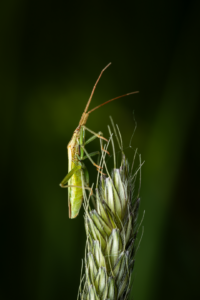 Klopuška ostruhatá (Stenodema calcarata) - makro detail