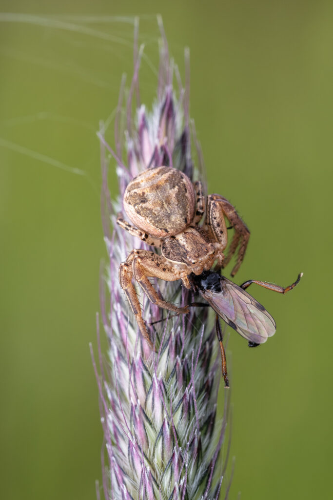 Běžník obecný (Xysticus cristatus) s kořistí, makro detail