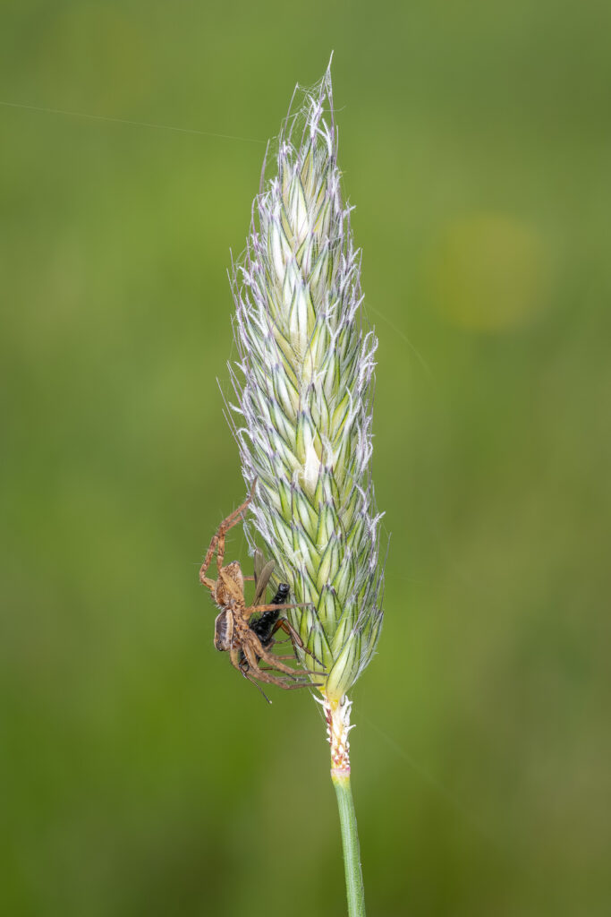Slíďák luční (Pardosa palustris) s kořistí, makro detail