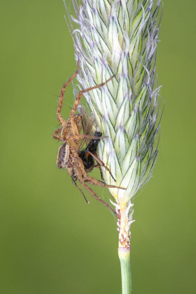Slíďák luční (Pardosa palustris) s kořistí, makro detail