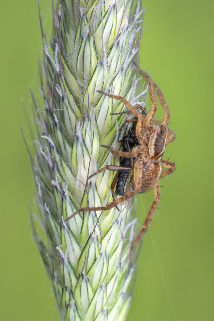 Slíďák luční (Pardosa palustris) s kořistí, makro detail