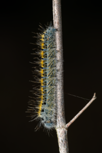 Bourovec dubový (Lasiocampa quercus) - housenka, makro detail