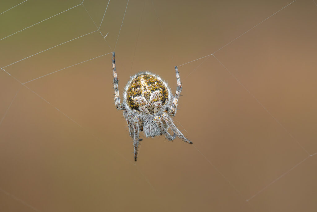 Křižák pýřitý (Agalenatea redii) v pavučině - makro detail