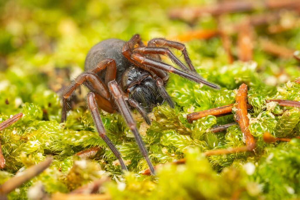 Punčoškář lesní (Inermocoelotes inermis) v mechu, makro detail