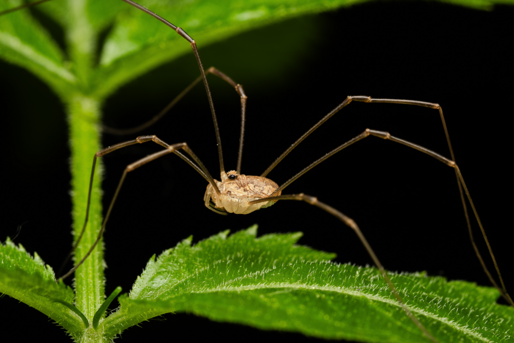 Sekáč trojúhlý (Rilaena triangularis)