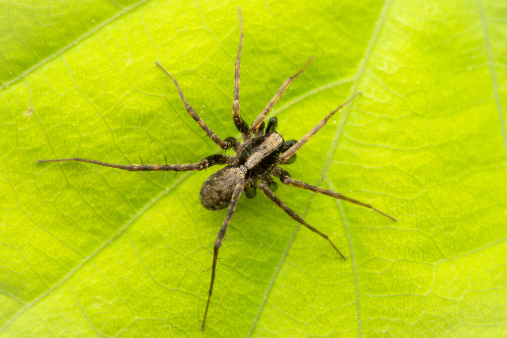 Slíďák hajní (Pardosa lugubris)