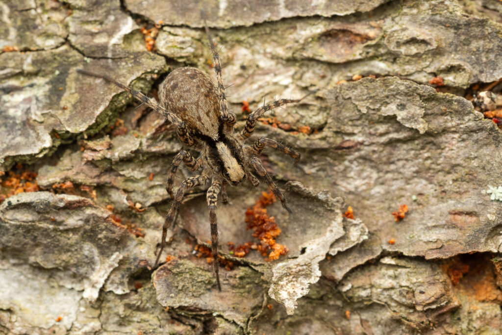 Slíďák hajní (Pardosa lugubris)