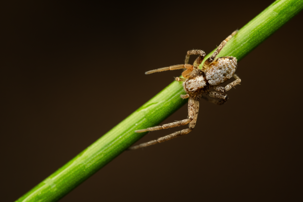 Listovník obecný (Philodromus cespitum)