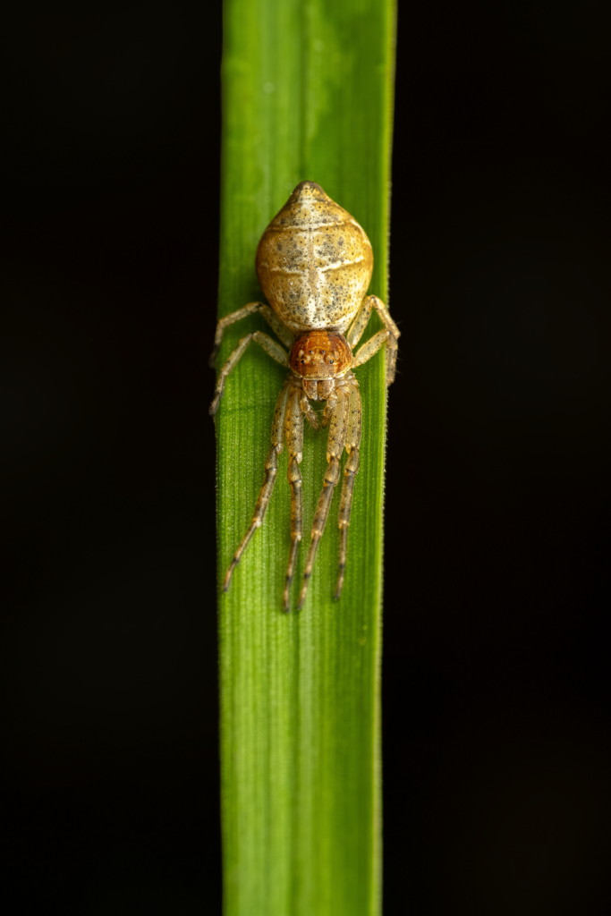 Běžník větvový (Tmarus piger)