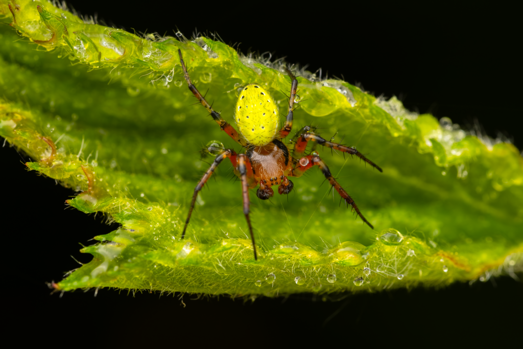 Křižák zelený (Araniella cucurbitina)