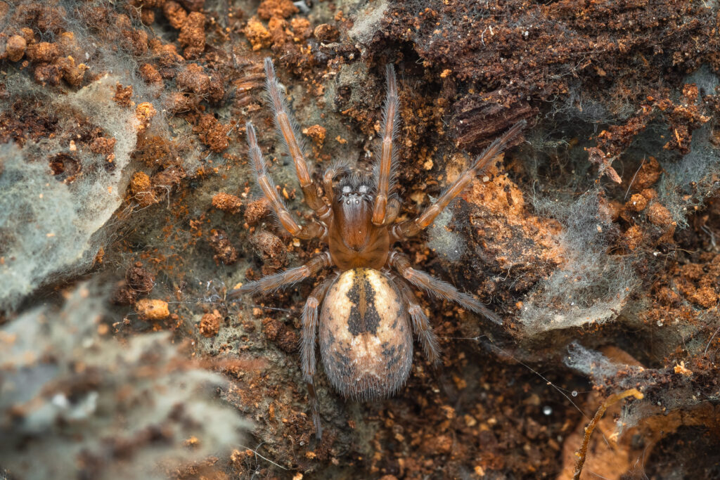 Cedivka podkorní (Amaurobius fenestralis) - pohled shora