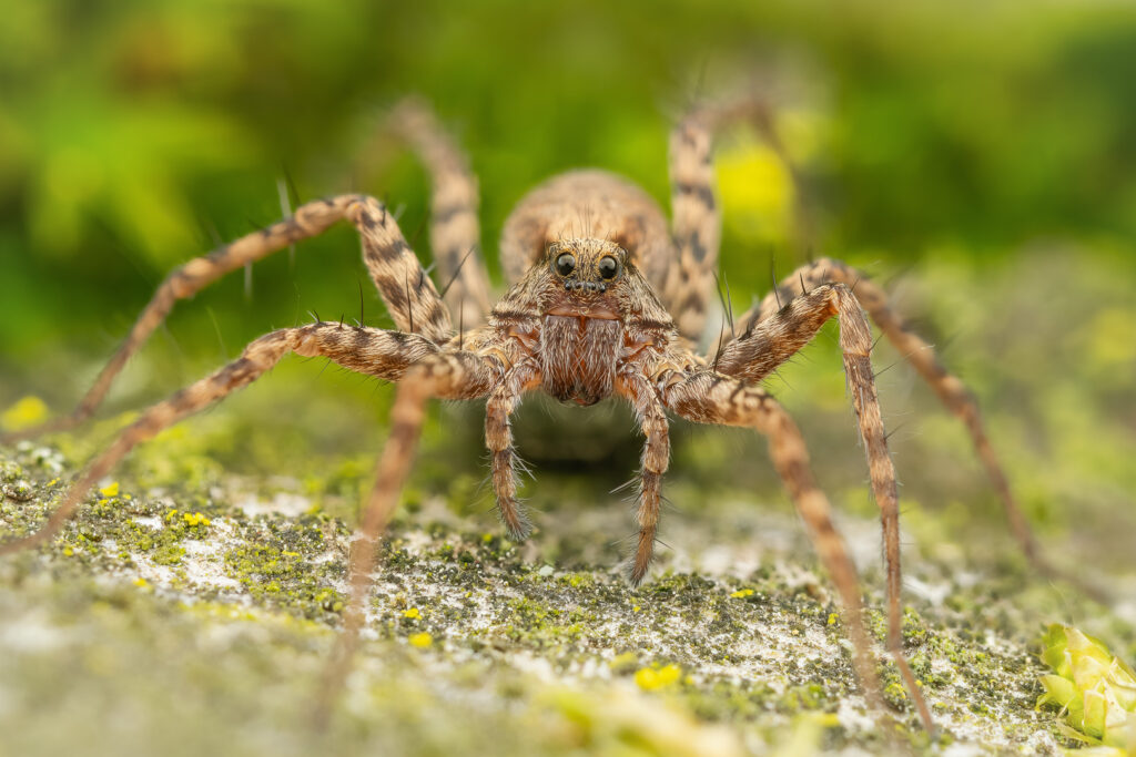 Slíďák chlumní (Pardosa saltans) - macro portrét