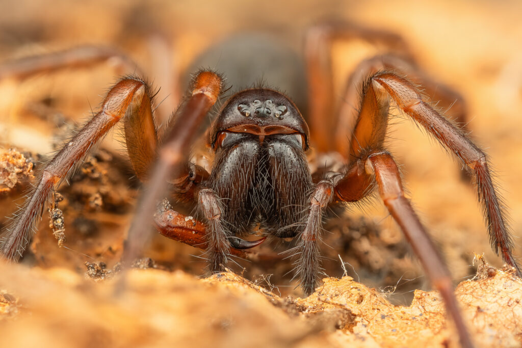 Punčoškář zemní (Coelotes terrestris) - macro portrét