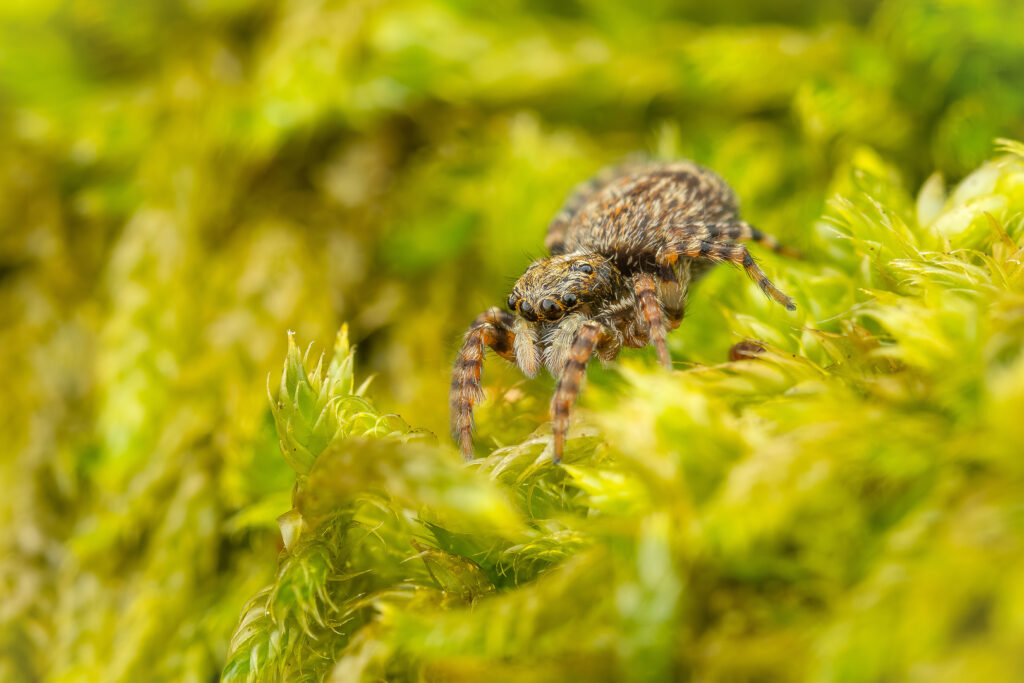 Skákavka kmenová (Pseudeuophrys erratica) v mechu - macro detail