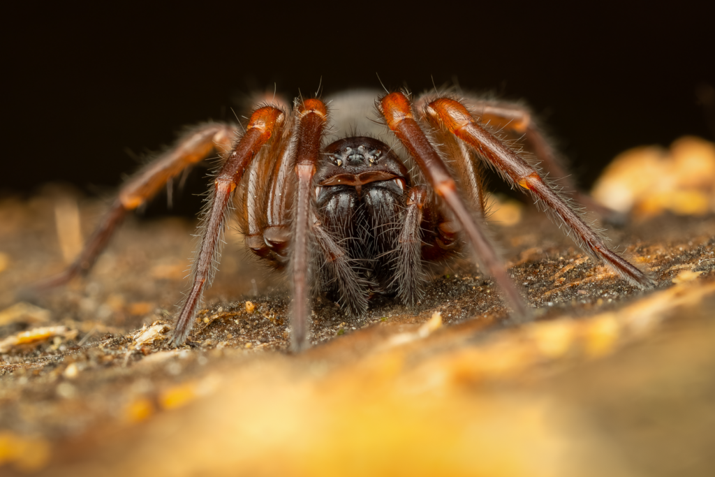 Punčoškář zemní (Coelotes terrestris) - macro portrét