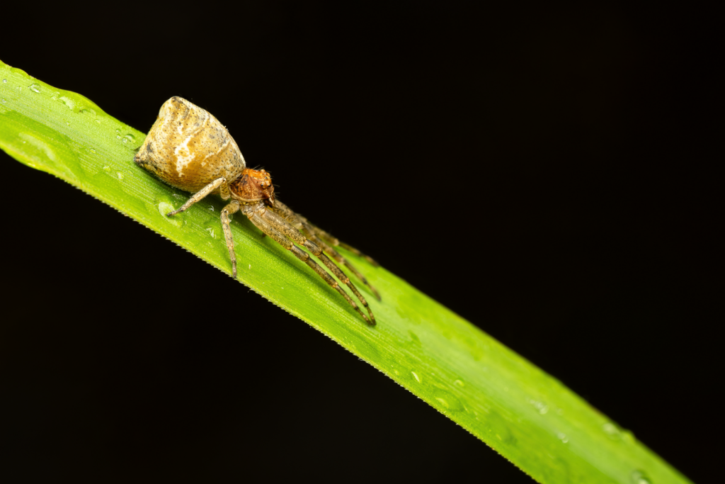 Běžník větvový (Tmarus piger)