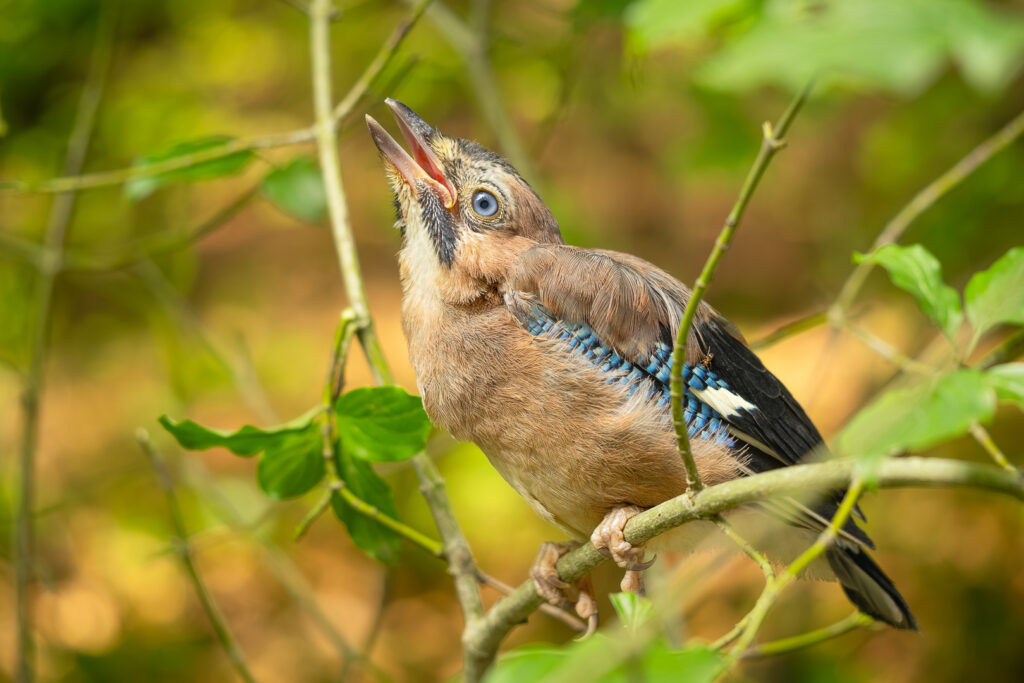 Juvenile Eurasian Jay (Garrulus glandarius) calling or begging with its beak wide open, sitting on a thin branch surrounded by bright green leaves and warm forest light