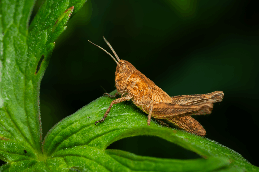 Saranče luční (Chorthippus dorsatus) / 2025-06-26