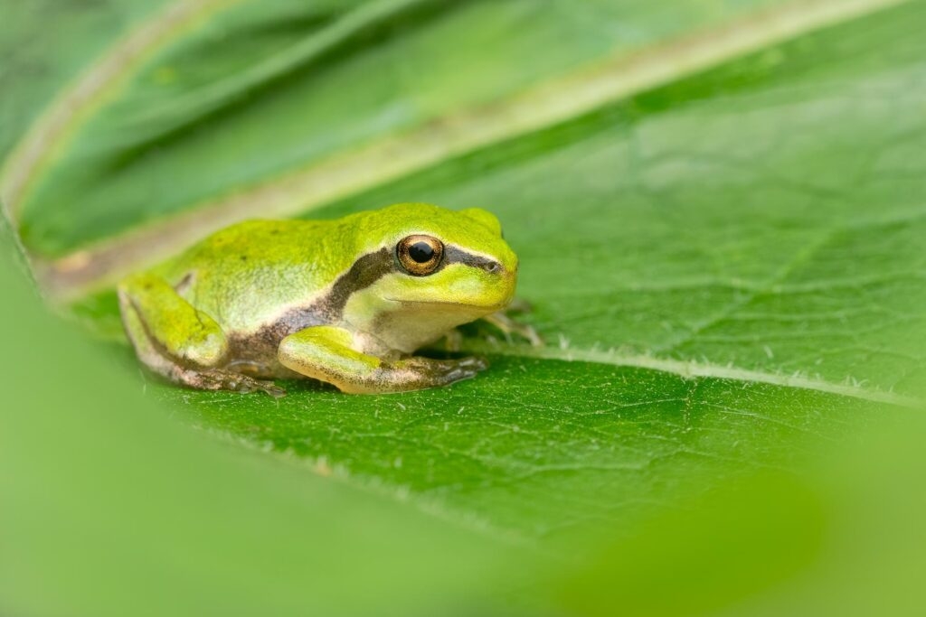 Rosnička zelená (Hyla arborea) - mládě / 2025-06-26