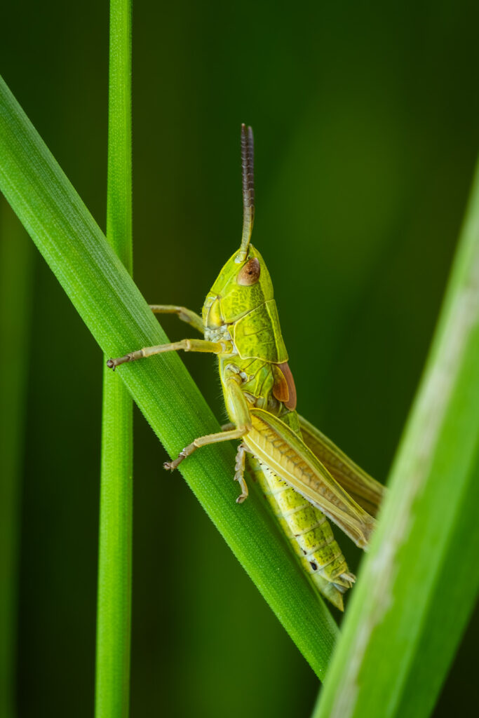 Saranče obecná (Pseudochorthippus parallelus)
