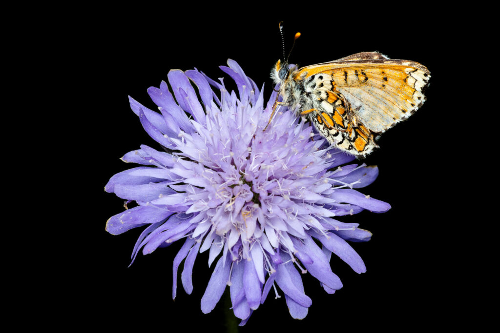Hnědásek jitrocelový (Melitaea athalia)
