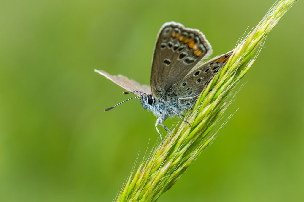 Modrásek jehlicový (Polyommatus icarus)