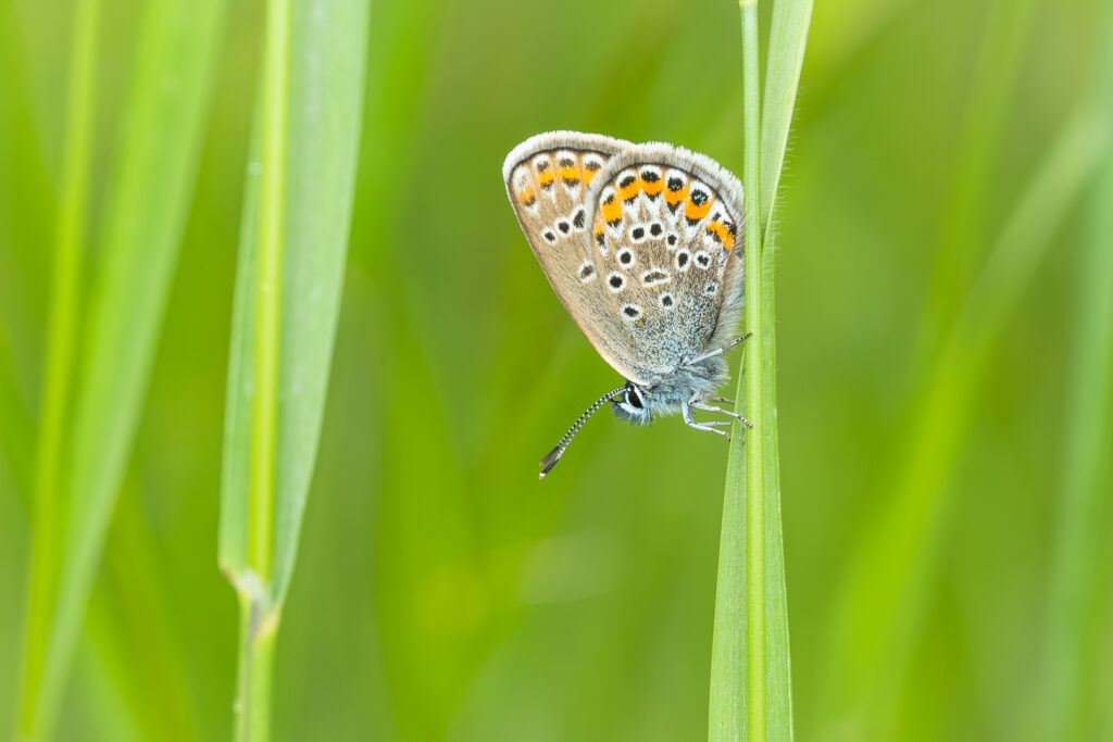 Modrásek jehlicový (Polyommatus icarus)