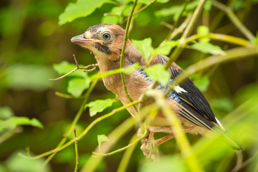 Juvenile Eurasian Jay (Garrulus glandarius) perched among dense leafy branches, looking alert and curious, with soft natural light filtering through the summer forest