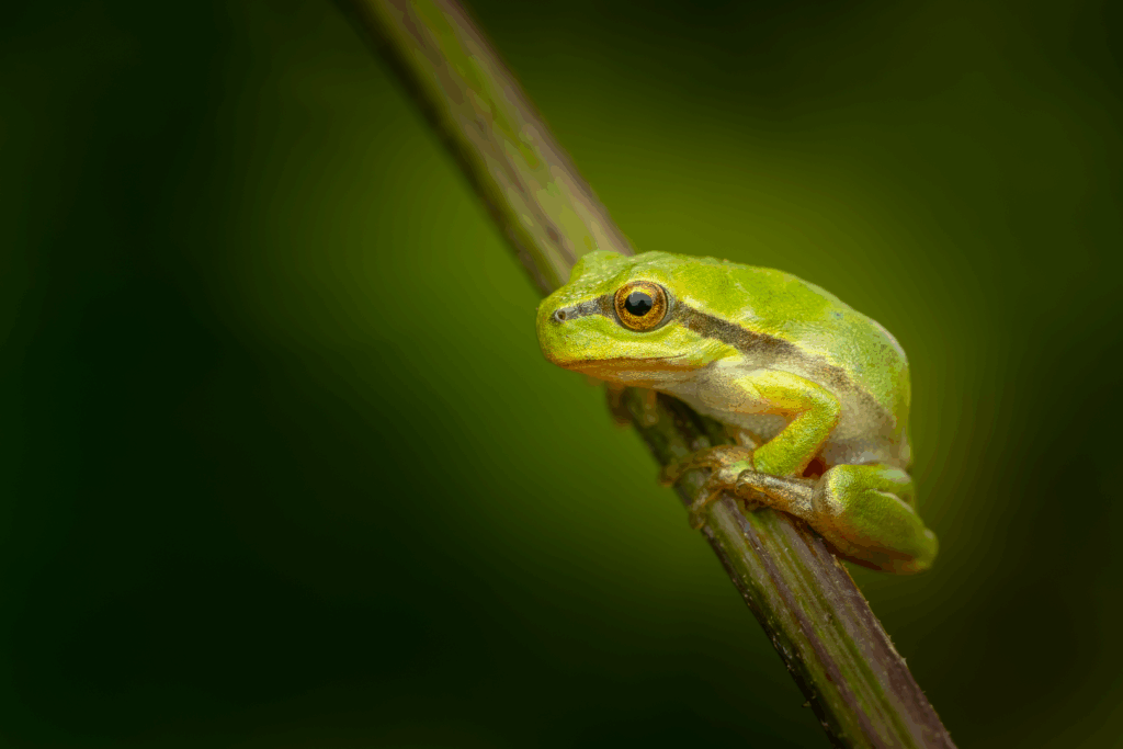 Rosnička zelená (Hyla arborea) / 2025-07-06