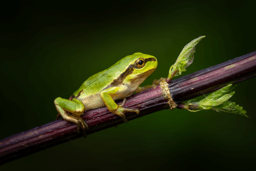 Rosnička zelená (Hyla arborea) / 2025-06-28