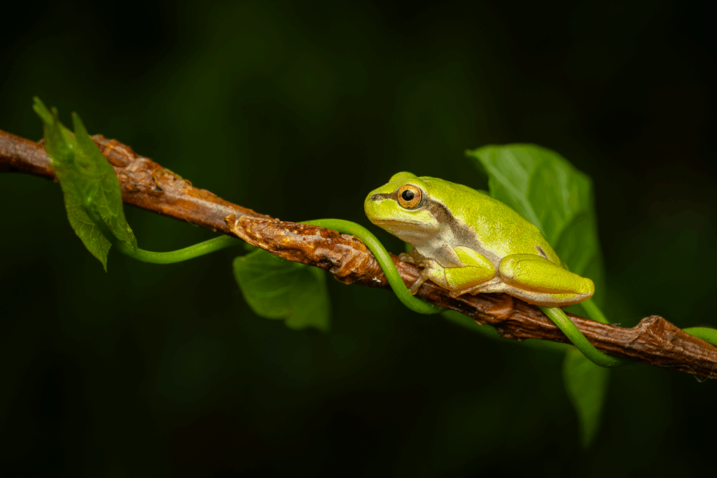 Rosnička zelená (Hyla arborea) / 2025-07-06