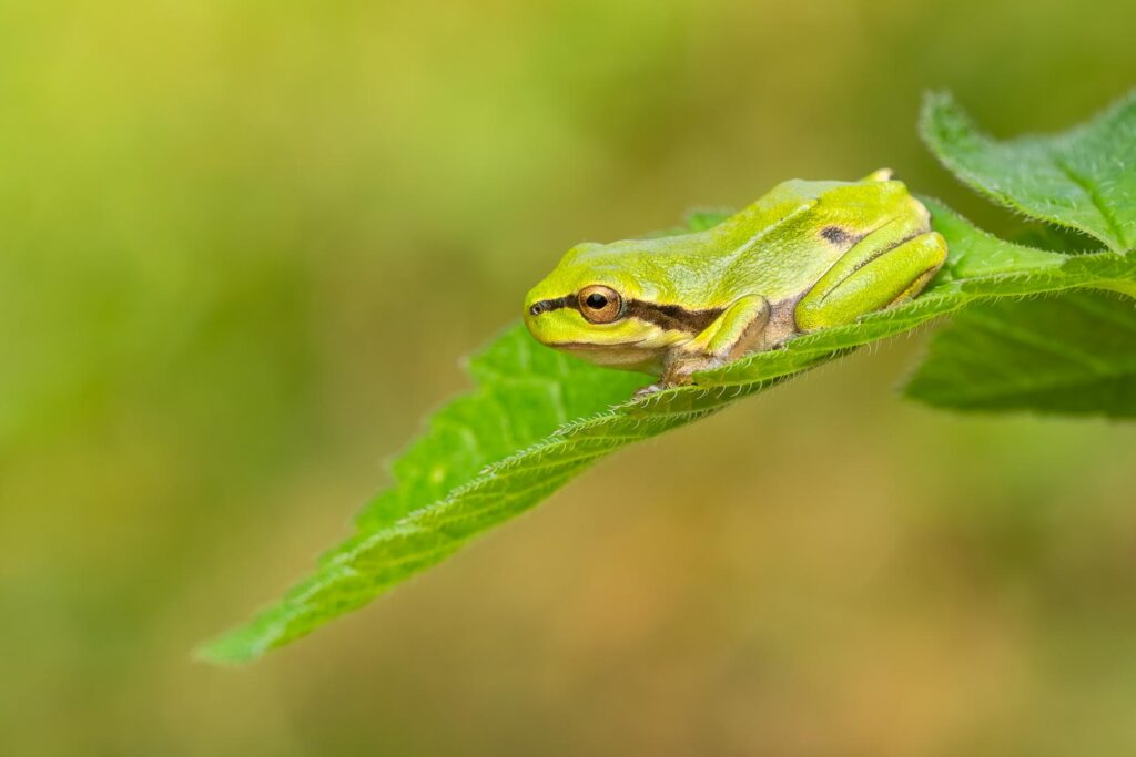 Rosnička zelená (Hyla arborea) / 2025-07-06