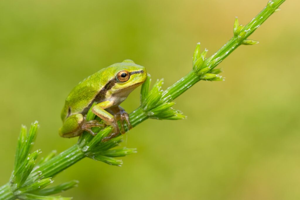Rosnička zelená (Hyla arborea) / 2025-07-06