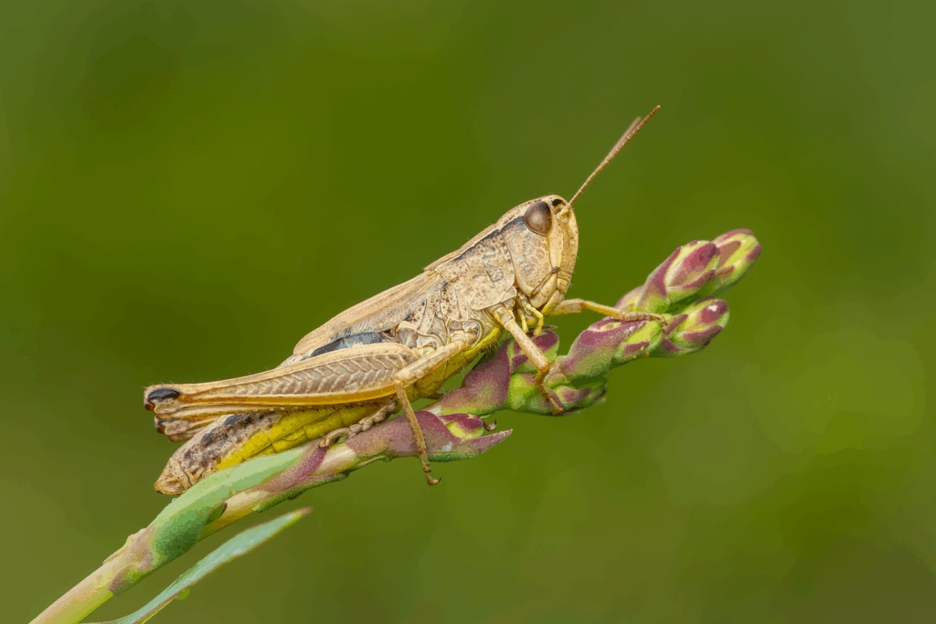 Saranče obecná (Chorthippus parallelus) / 2025-07-07