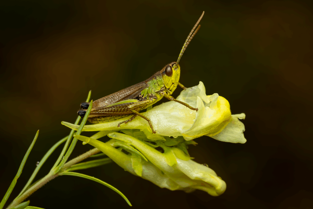 Saranče mokřadní (Stethophyma grossum)