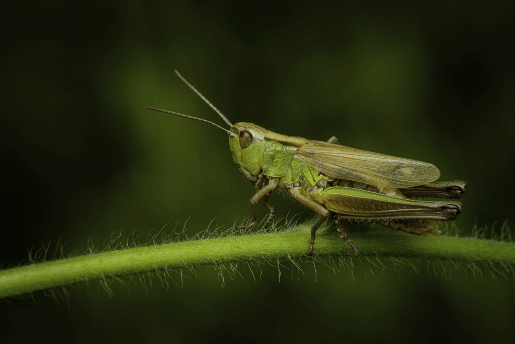 Saranče zlatavá (Chrysochraon dispar) / 2025-07-14